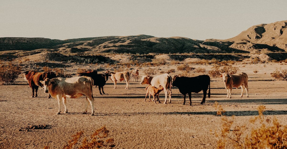 cows are grazing on an open land parcel