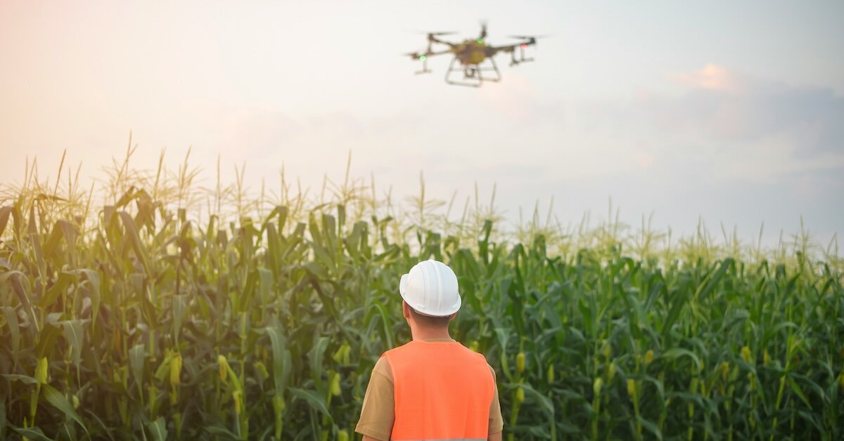 A construction worker flies a drone over a crop of corn