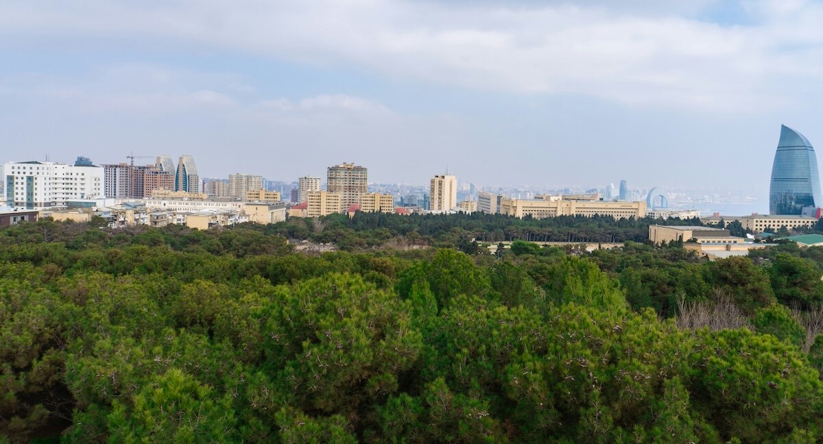 A large forest in the foreground of a city