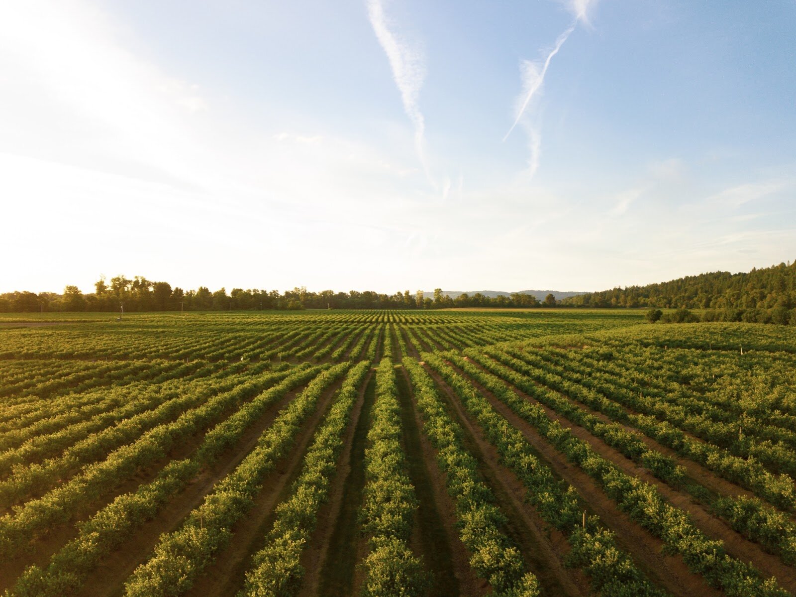 a sunset behind rows of growing grapes on a farm
