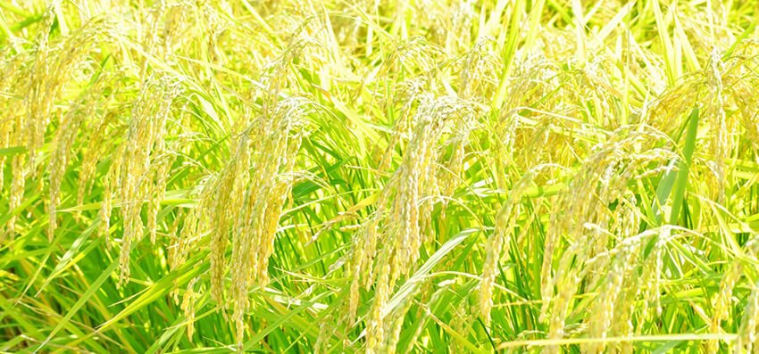 rice field