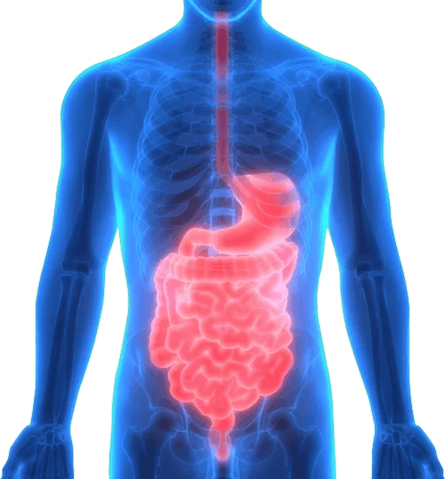 Gundry MD transparent human body