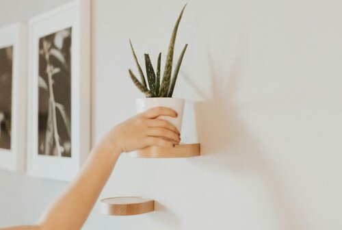 A hand places a plant on a wall shelf