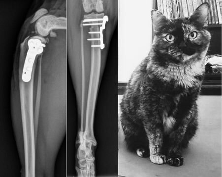 X-rays of Mellow's leg following concurrent CrCL and patellar luxation repair using an Adaptiv TPLO-M plate with 2.0mm offset, alongside a recovery photo.