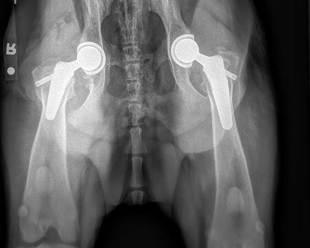 Post-operative X-ray of Mojo's bilateral total hip replacement with BFX implants