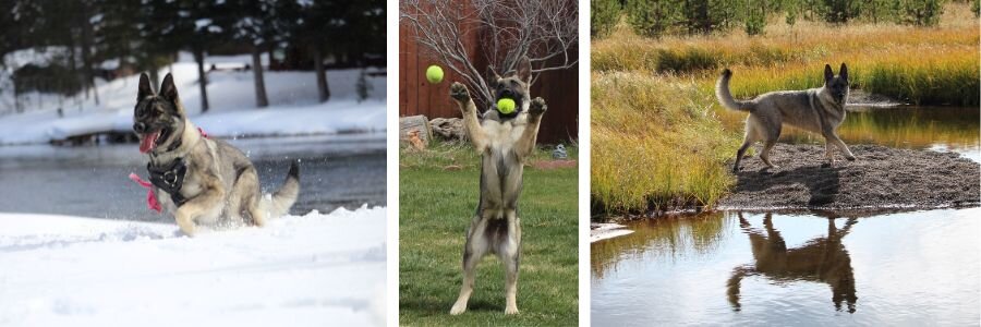 Mojo running through snow, active and pain-free after his bilateral hip replacement