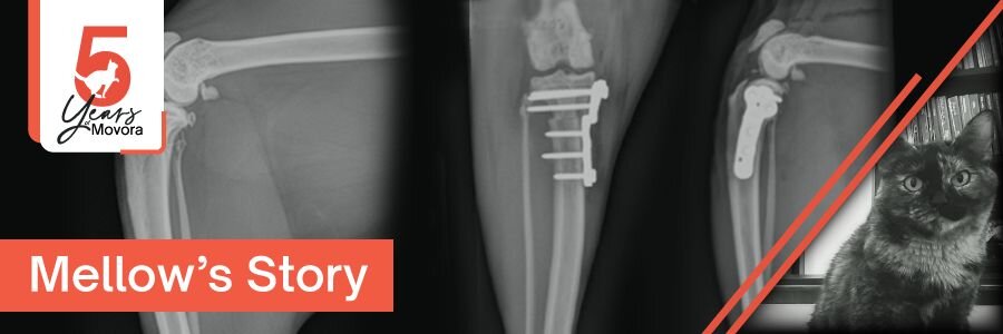 X-ray imagery with a tortoiseshell cat, marking Movora's 5-year anniversary and Mellow's story of concurrent CrCL and patellar luxation repair.