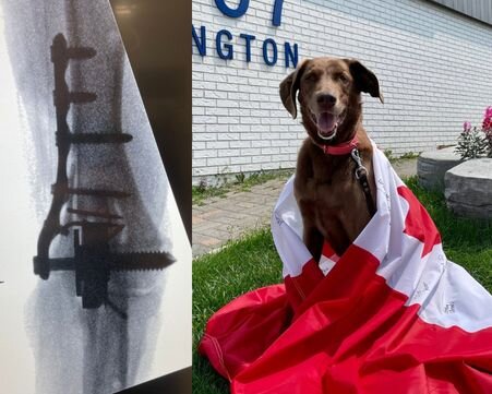 X-ray and recovery photo of Ellie at her nine-week recheck following Canada's first medial elbow replacement, wrapped in a Canadian flag blanket.