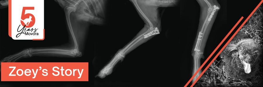 X-ray of a dog's leg with orthopedic hardware alongside a small Maltipoo, marking Movora's 5-year anniversary and Zoey's story of one plate fixing two fractures.