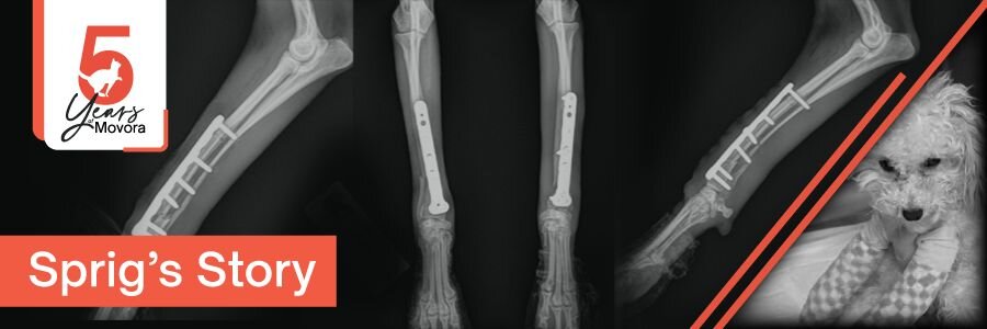 X-ray of a dog's leg with orthopedic implants alongside a small dog wearing a bandage, marking Movora's 5-year anniversary and Sprig's recovery story.