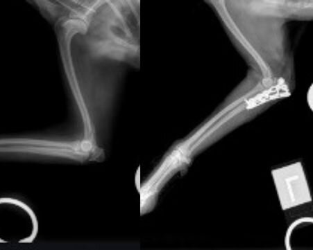 Pre- and post-operative x-rays of Zoey's left olecranon fracture repaired with a 1.5mm Condylar T-Plate and Locking Compression Plate.