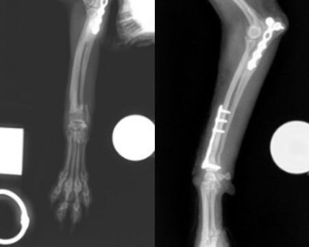 X-rays of Zoey's distal radius and ulna fracture, repaired using the same 1.5mm Condylar T-Plate from her earlier surgery.