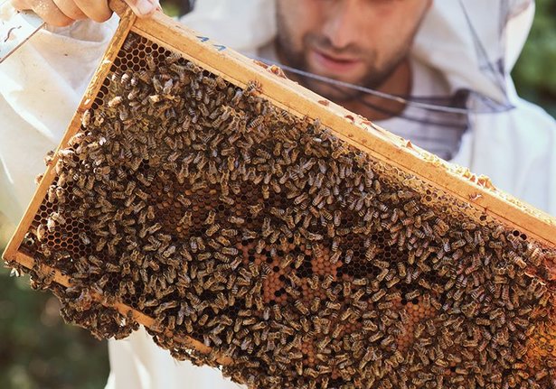 Beekeeping & honey production: SmartRef digital honey refractometer for moisture in honey
