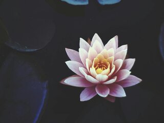 a lotus flower floating on water