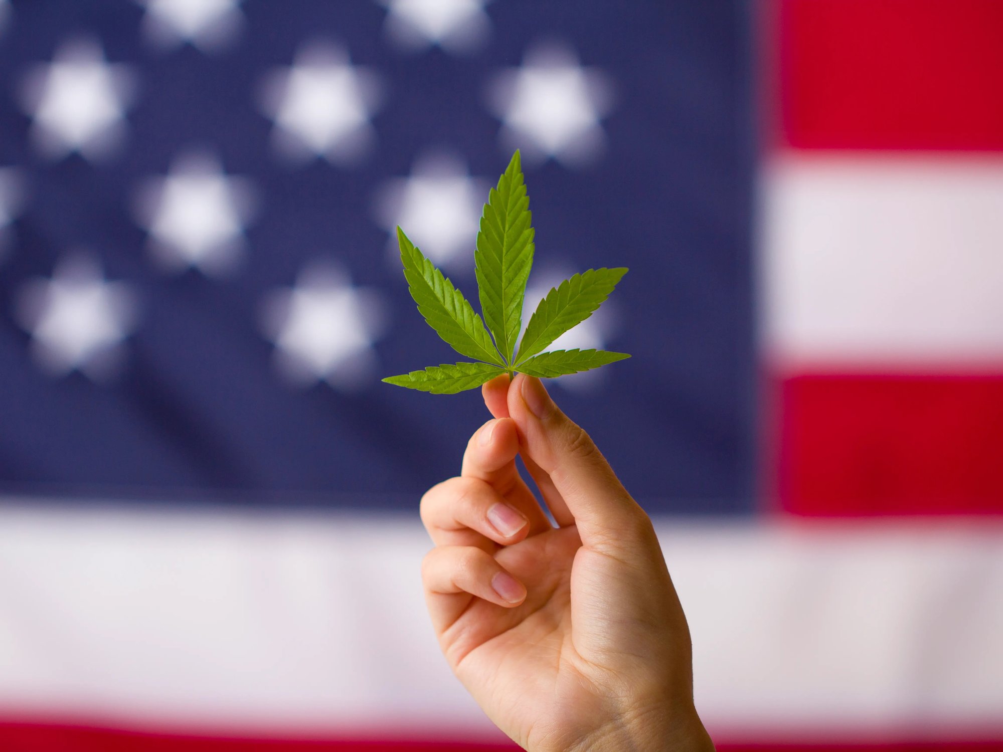 The Road to Removing Cannabis from Schedule I: Implications and Progress header image