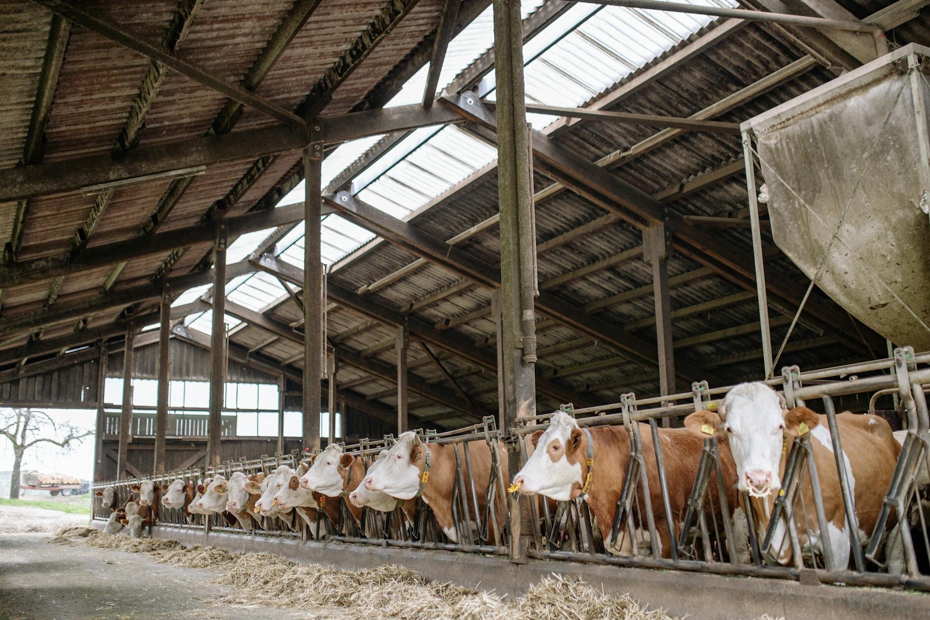 Livestock & Barn Facilities