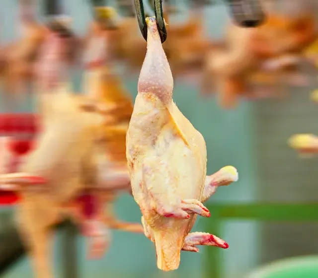 Meat & Poultry