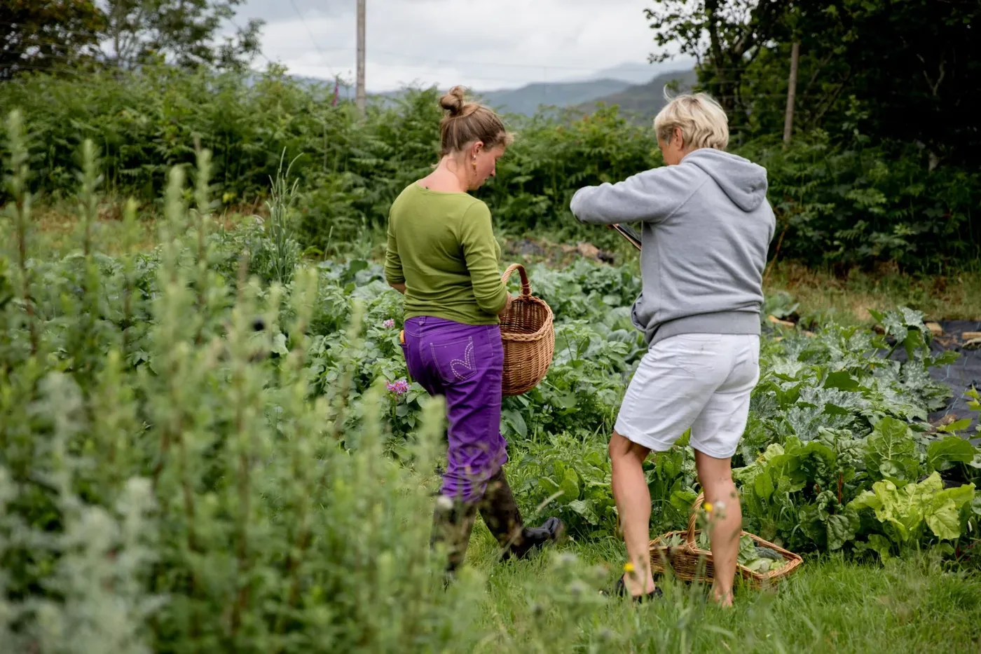 Discovering Scotland’s Wild Medicine: An Interview with Medical Herbalist, Forager and Author, Clare Holohan