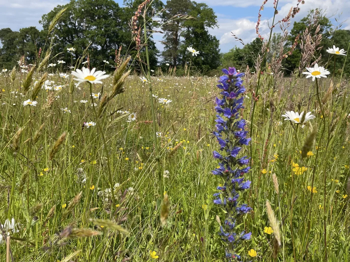 Blooming Beauty: Seilich Skincare’s Wild Journey from Scottish Meadows to Radiant Skin