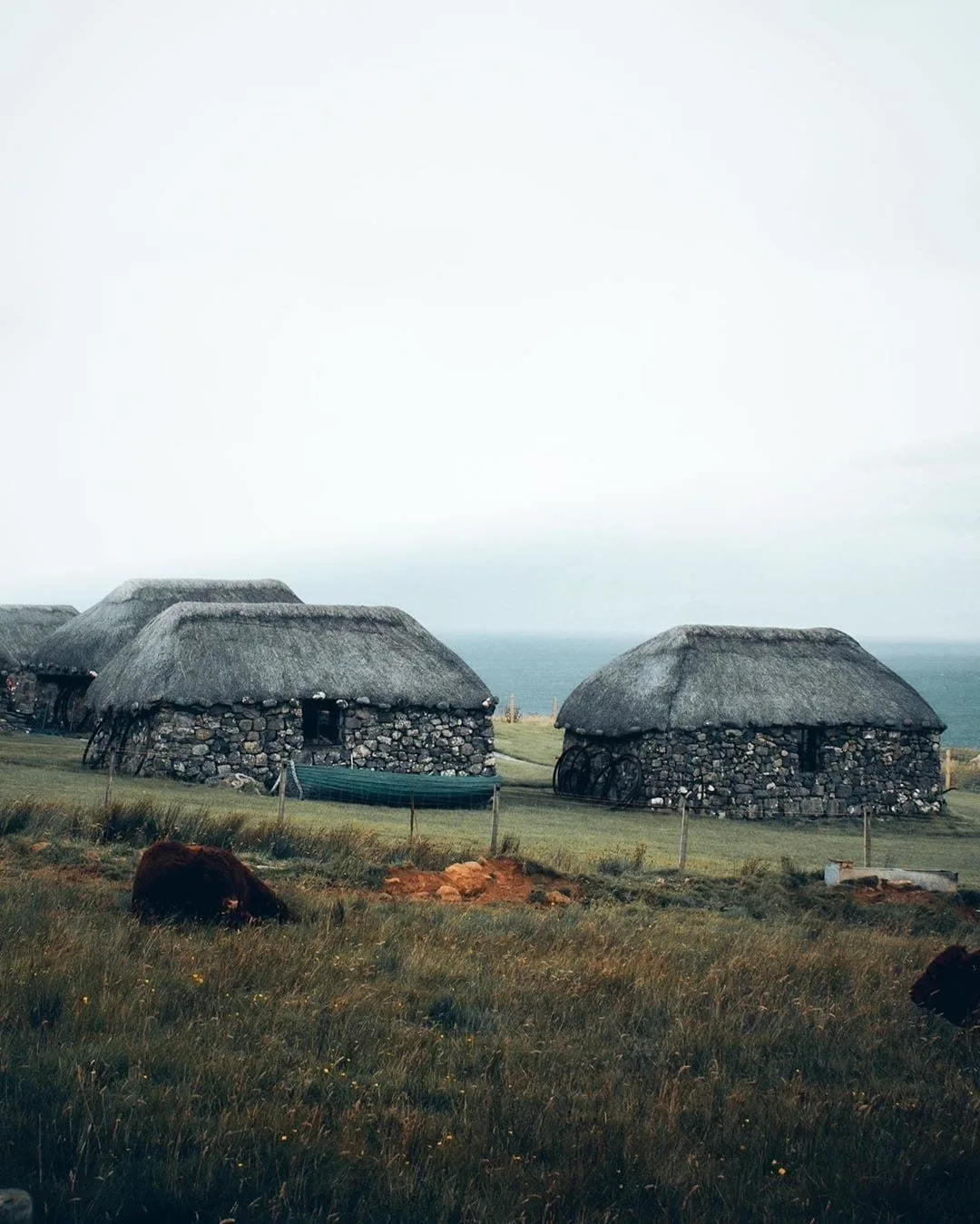 Thatched stone blackhouses on grassland with cattle resting nearby the sea