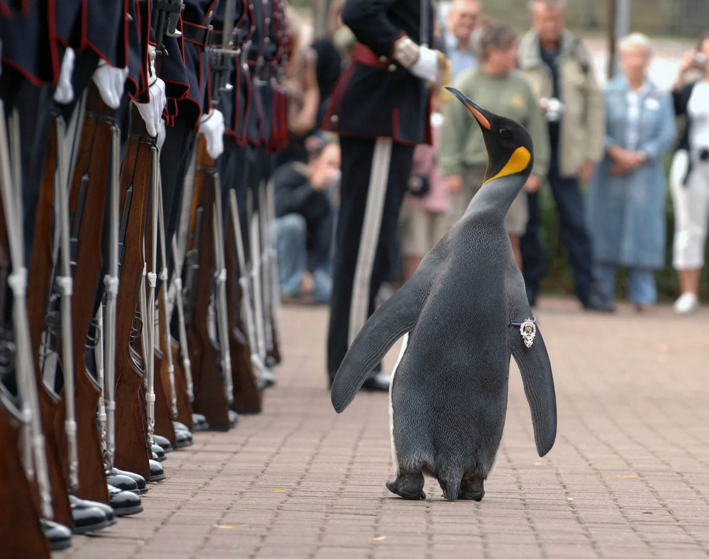 The world’s one and only knighted penguin lives at Edinburgh Zoo