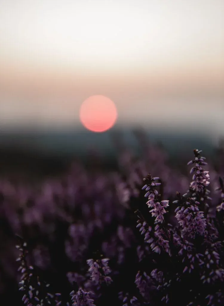 Discovering Scotland’s Wild Medicine: An Interview with Medical Herbalist, Forager and Author, Clare Holohan
