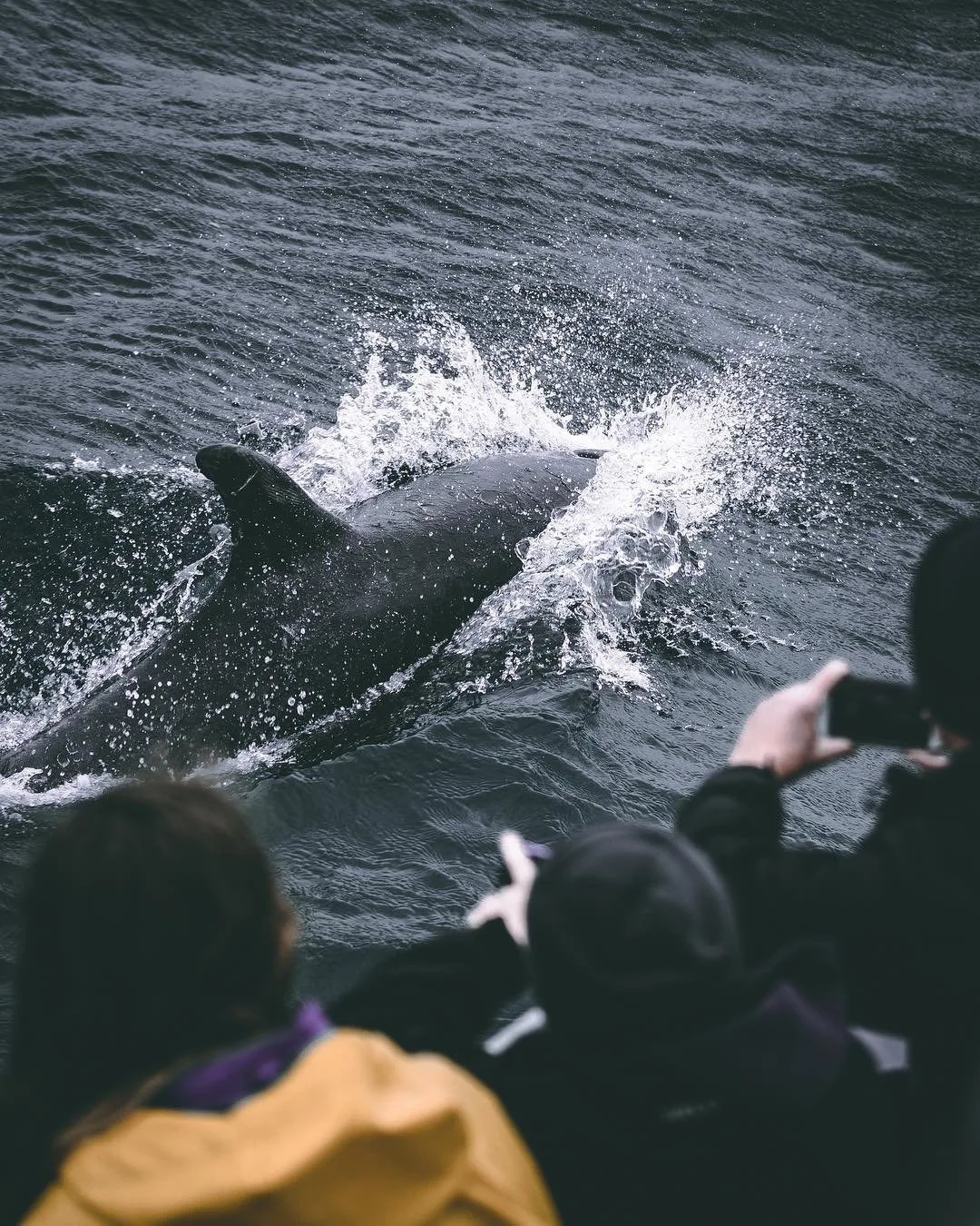 Native Scottish animals and where to find them