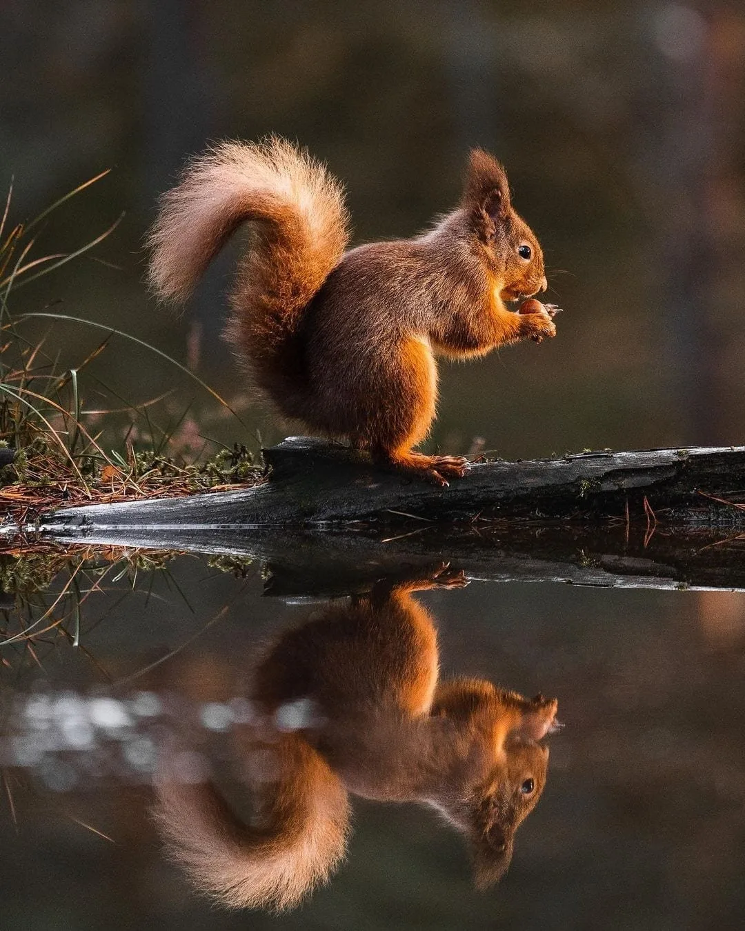 Native Scottish animals and where to find them