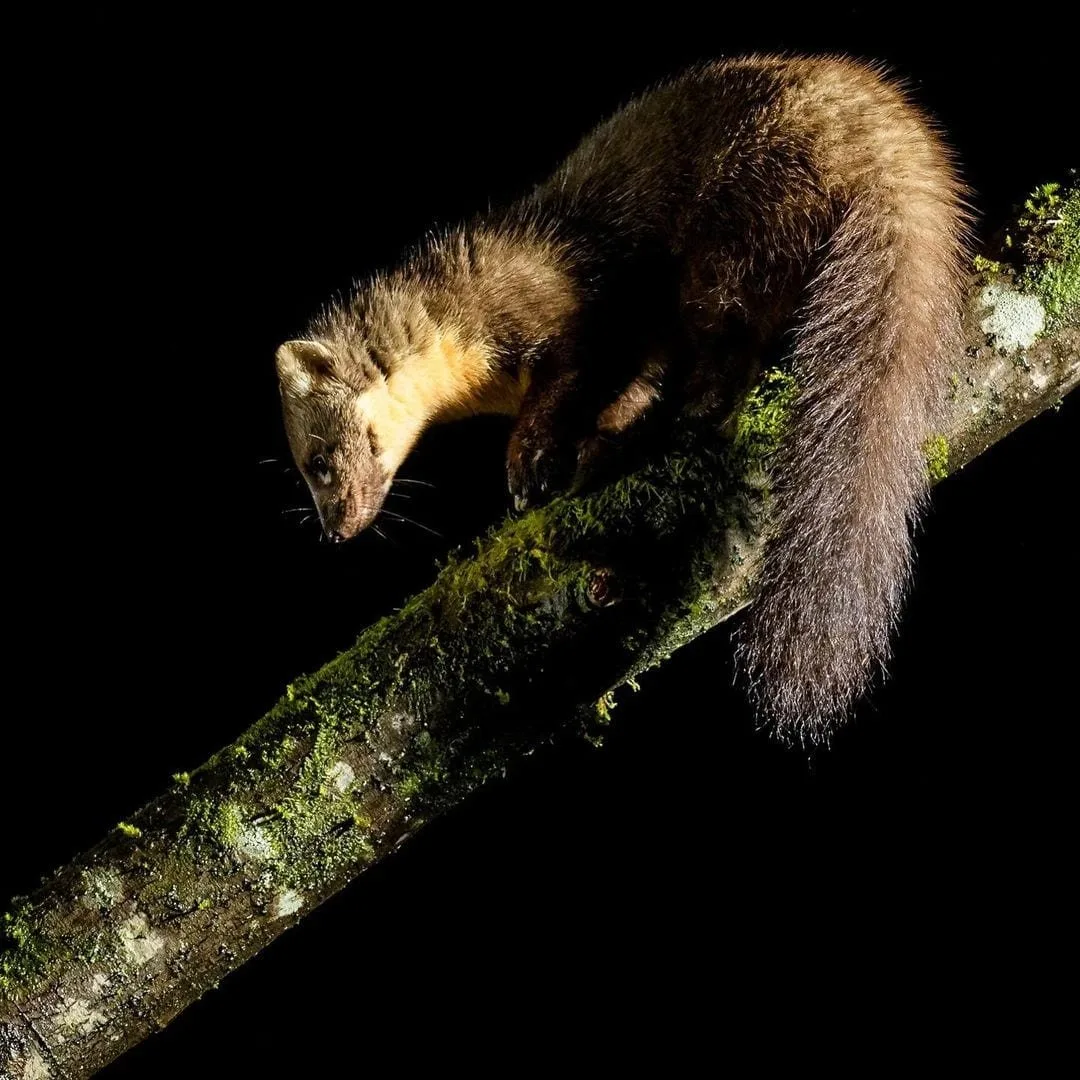 Native Scottish animals and where to find them