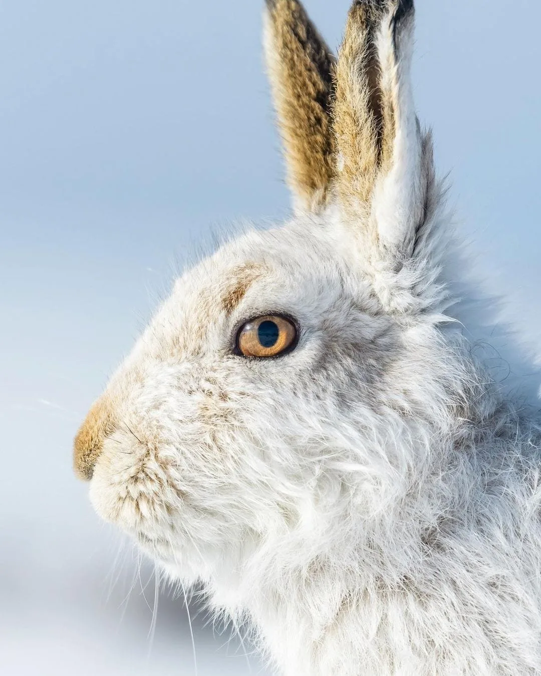 Native Scottish animals and where to find them