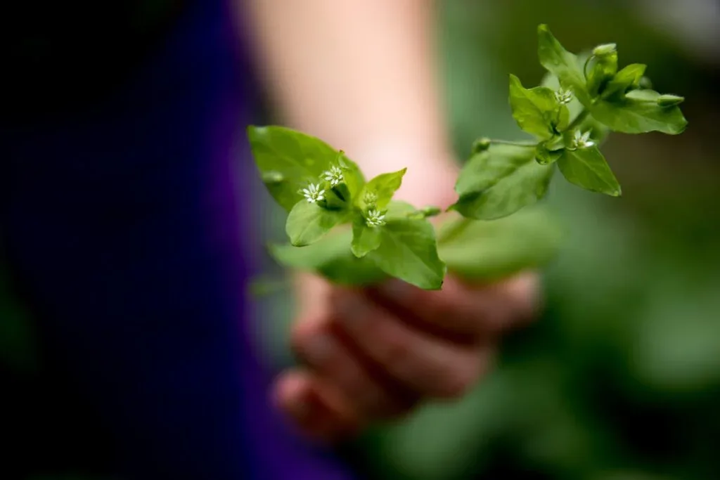 Discovering Scotland’s Wild Medicine: An Interview with Medical Herbalist, Forager and Author, Clare Holohan