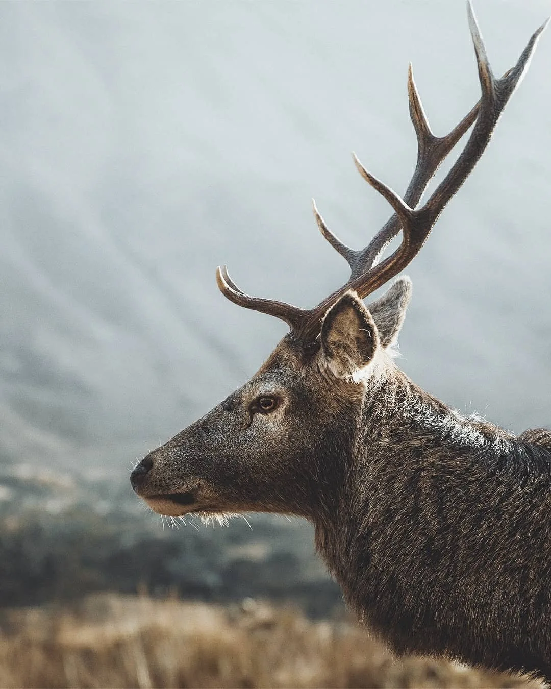 Native Scottish animals and where to find them