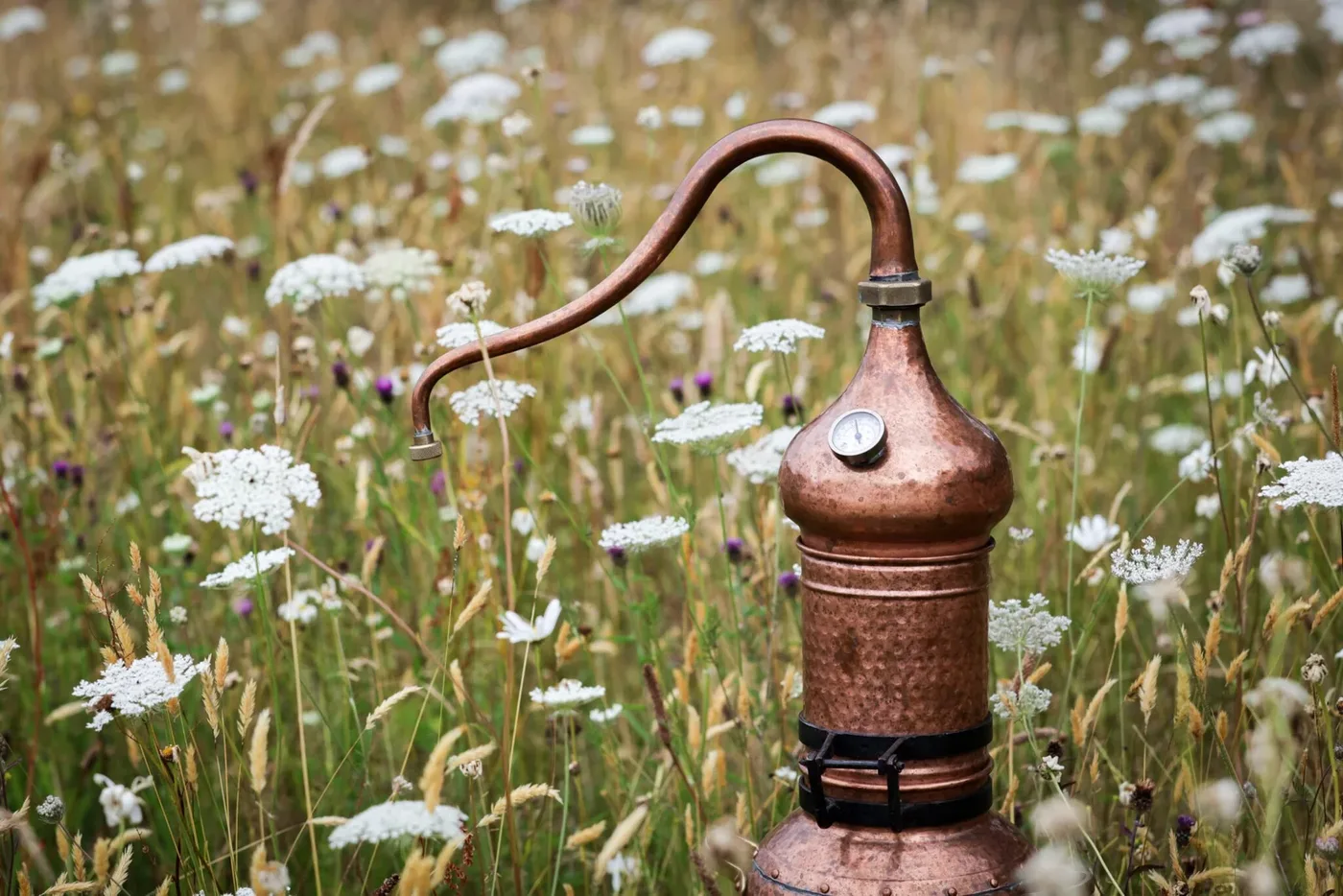 Blooming Beauty: Seilich Skincare’s Wild Journey from Scottish Meadows to Radiant Skin