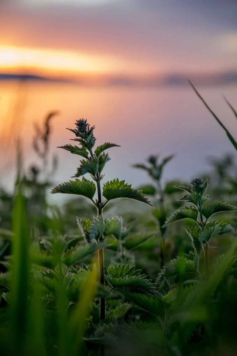 Discovering Scotland’s Wild Medicine: An Interview with Medical Herbalist, Forager and Author, Clare Holohan