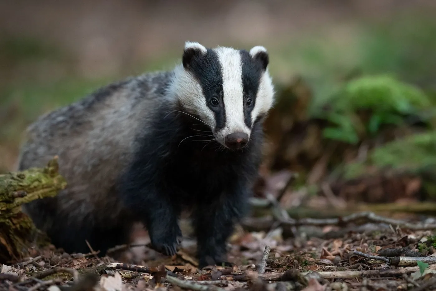 Native Scottish animals and where to find them