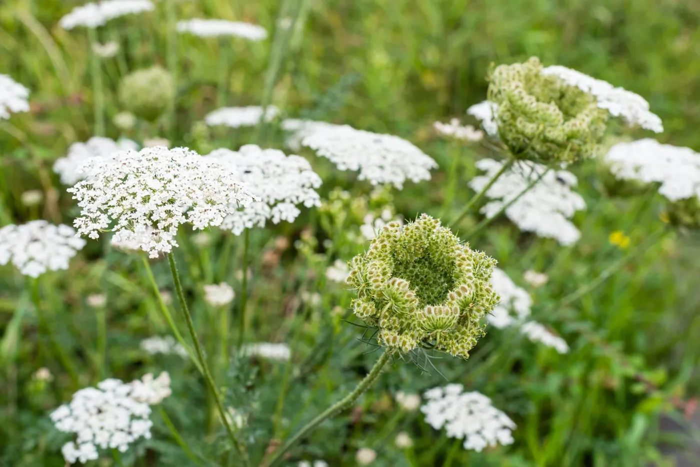 Blooming Beauty: Seilich Skincare’s Wild Journey from Scottish Meadows to Radiant Skin