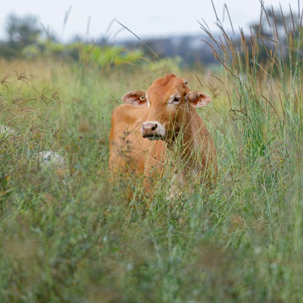 A breeder cow in the paddock at Forage Farms