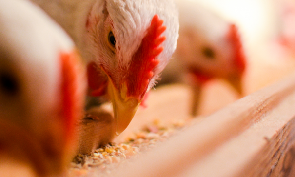 Chicken Feed
