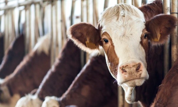 Cattle