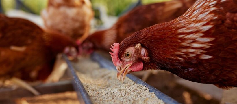 Poultry