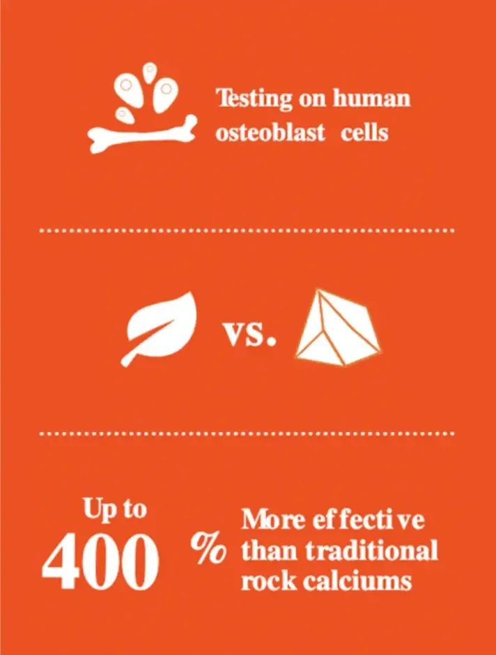 Infographic: testing on human osteoblast cells, Algaecal is up to 400% more effective than traditional rock calciums