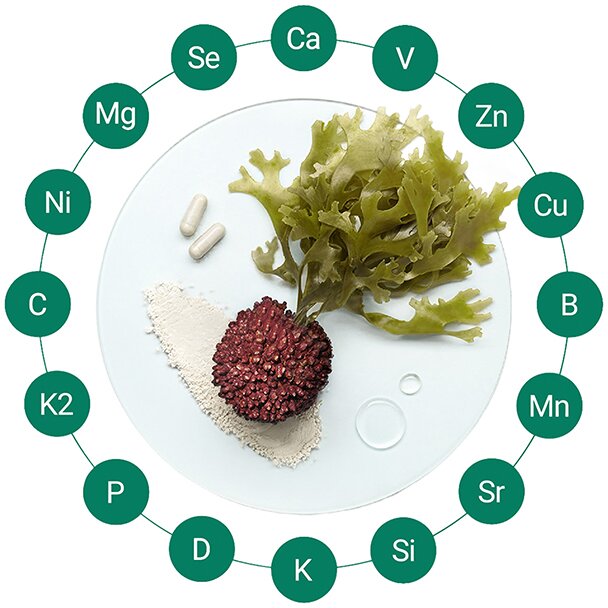 Mesophyllum superpositum surrounded by abbreviations for the nutrients it contains