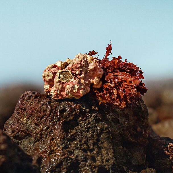 mesophyllum on a rock
