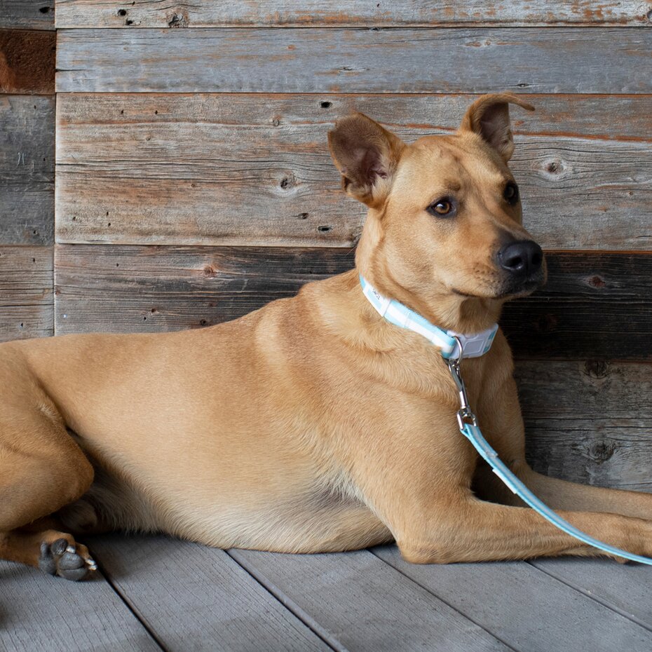 A dog with a TOMS collar and leash shown.