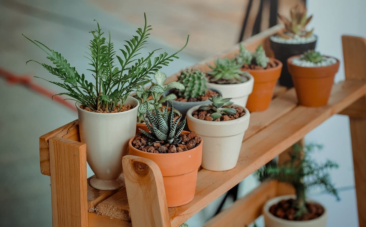 Plantas