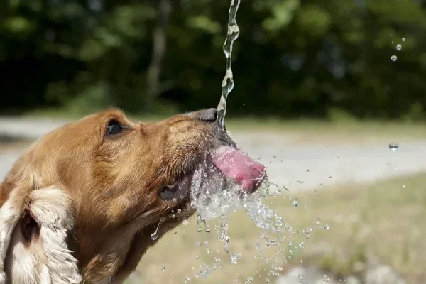 Contaminantes en el agua