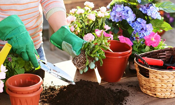 Garden plants and flowers potting