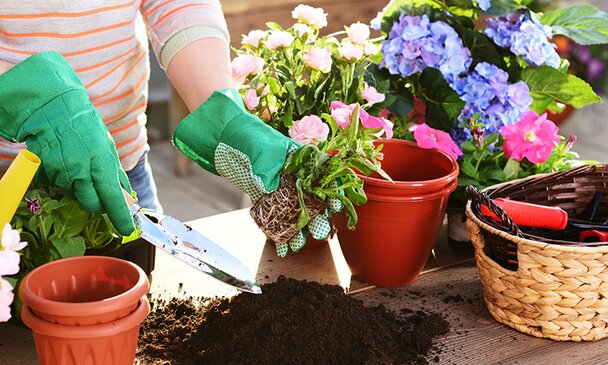 Garden plant and flower potting