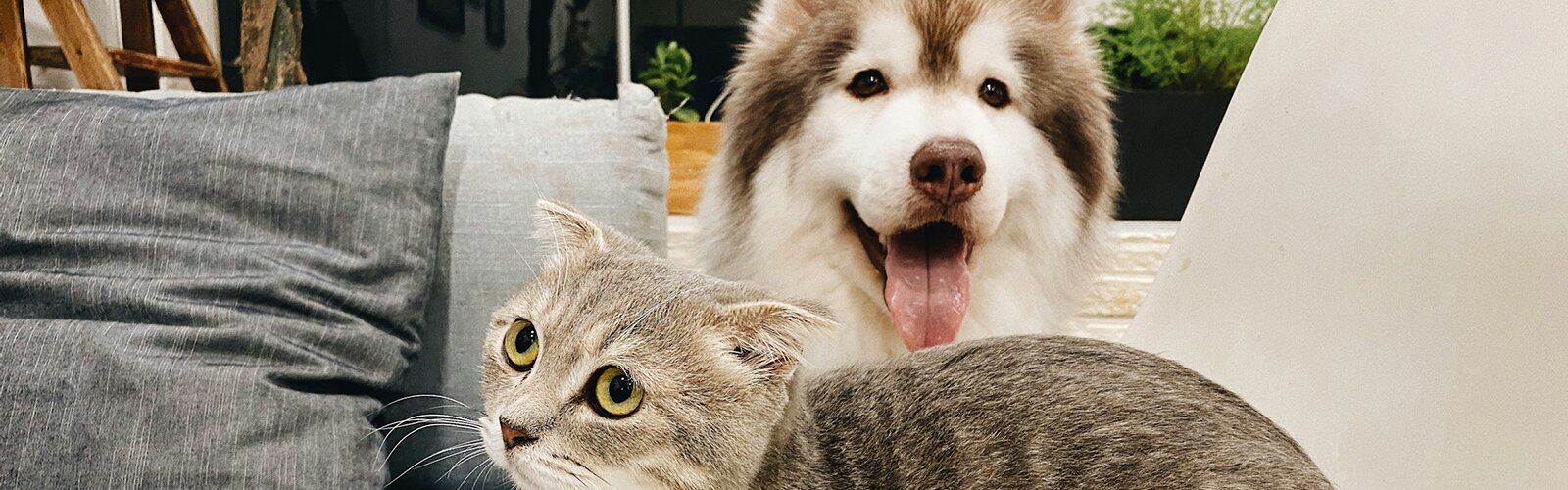 Cat and dog