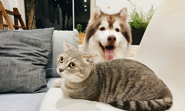 Dog & Cat